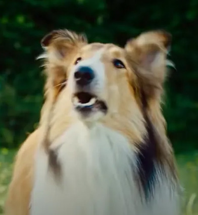 Lassie icon